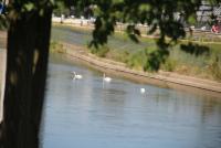 Imagine atasata: oradea-18.Sept.2018-131.jpg